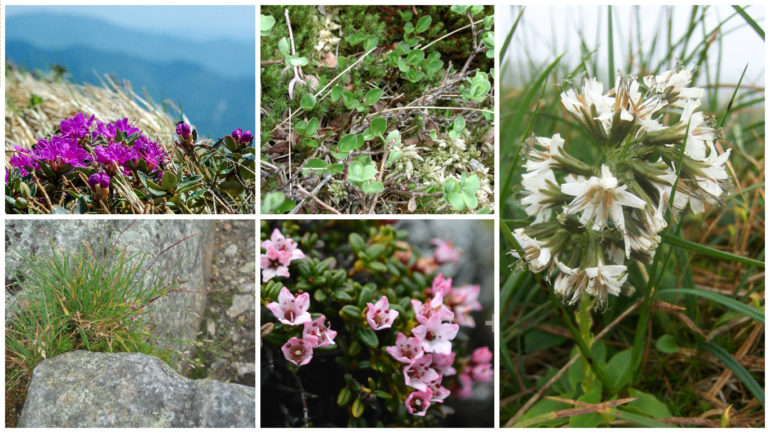 alpineplants